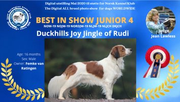 kooikerhondje BIS 4junior Duckhills Joy Jingle of Rudi